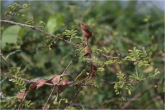 Mimosa hamata